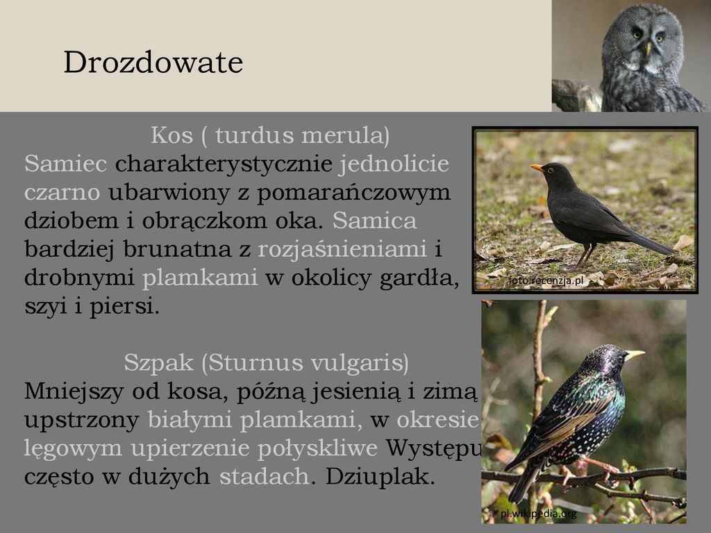 Biologia I Ochrona Wybranych Gatunk W Ptak W Ppt Pobierz